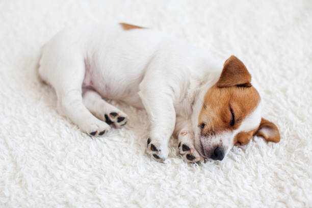 istock Little white puppy sleeping on white cozy blanket at home 1463457414