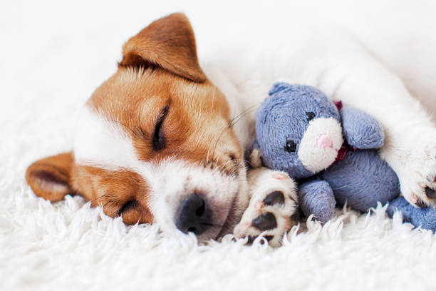 Cute dog sleeping in bed with a fluffy toy bear. Jack russell terrier puppy resting in clean white bedroom at home