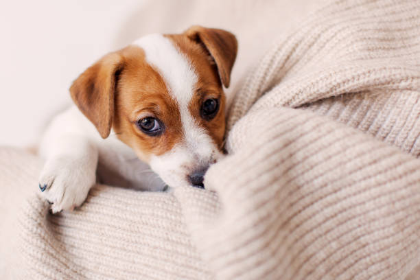 istock Owner holds cut Puppy dog 1463457435