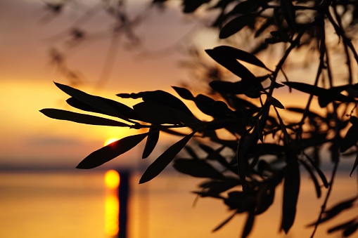 Olive tree with leaves and black olives on the background of sunset on Lake Garda in Italy. Olive trees in Italy on Lake Garda at sunset. Olive branches and leaves close-up and the setting sun between the leaves. Olive tree at sunset.