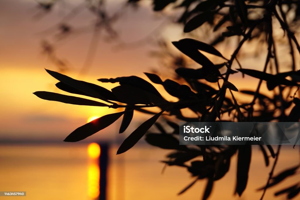 Olive tree with leaves and black olives on it. Olive trees in Italy on Lake Garda. Olive branches and leaves close-up. Olive tree with leaves and black olives on the background of sunset on Lake Garda in Italy. Olive trees in Italy on Lake Garda at sunset. Olive branches and leaves close-up and the setting sun between the leaves. Olive tree at sunset. Lake Garda Stock Photo
