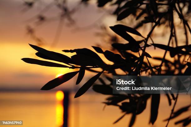 Olive Tree With Leaves And Black Olives On It Olive Trees In Italy On Lake Garda Olive Branches And Leaves Closeup Stock Photo - Download Image Now