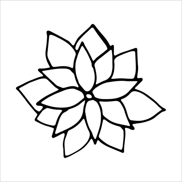 白い背景に手描きのポインセチアの花の落書きベクターイラスト - isolated on white growth symbol poinsettia点のイラスト素材／クリップアート素材／マンガ素材／アイコン素材