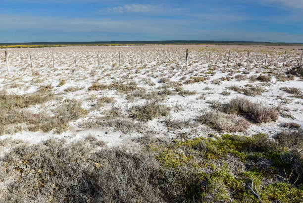 Salty soil in a dry lagoon, in the south of the province of La Pampa, Patagonia, Argentina. stock photo