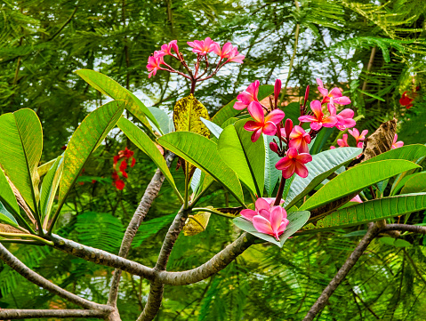 Alpinia zerumbet, commonly known as shell ginger