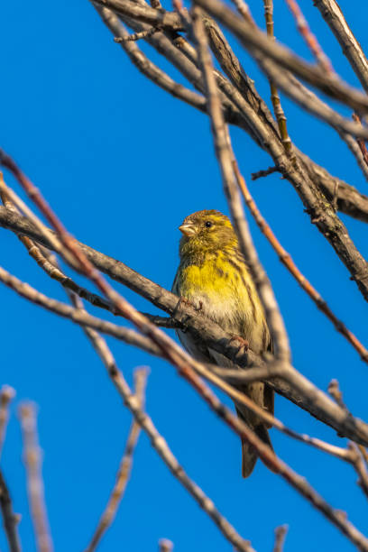 istock European Greenfinch perched on a tree branch 1463460001