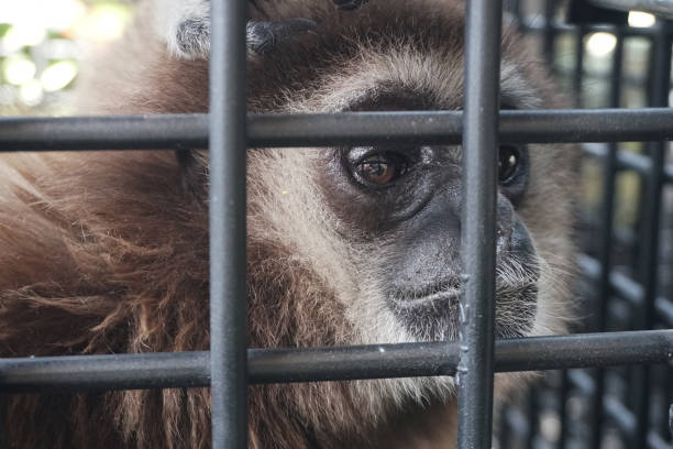 lar gibbon in the cage - stock photo - enfeksiyon hastalıkları lar stok fotoğraflar ve resimler