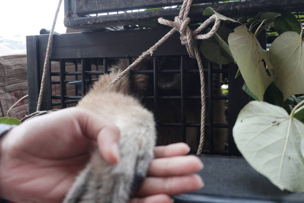 woman holding hands lar gibbon in a cage - stock photo - enfeksiyon hastalıkları lar stok fotoğraflar ve resimler