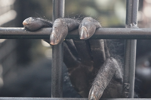 Siamang or black-furred gibbon sits in a cage after being rescued by the Natural Resources Conservation Agency (BKSDA) from illegal keepers