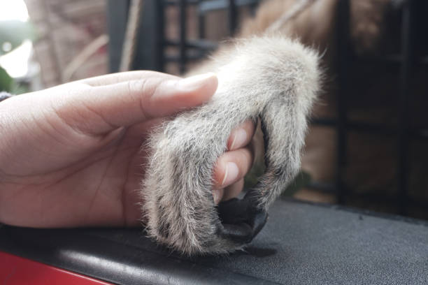 woman holding hands lar gibbon in a cage - stock photo - enfeksiyon hastalıkları lar stok fotoğraflar ve resimler