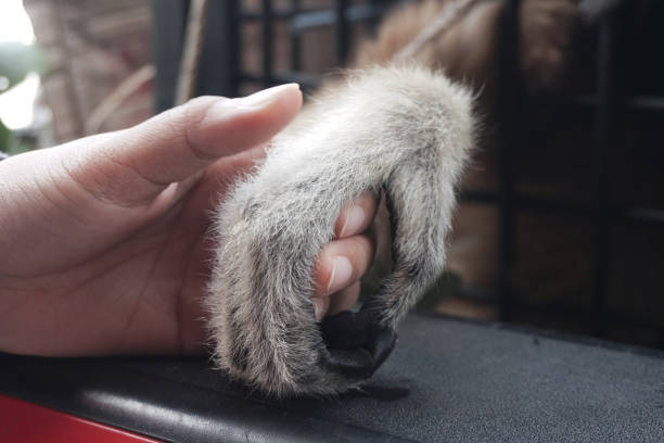 woman holding hands lar gibbon in a cage - stock photo - enfeksiyon hastalıkları lar stok fotoğraflar ve resimler