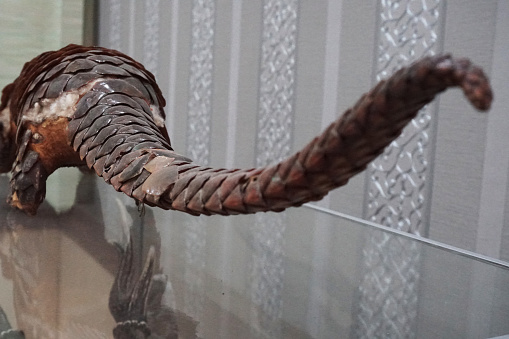 Prehistoric mammoth skeleton in museum(University in Zurich.
