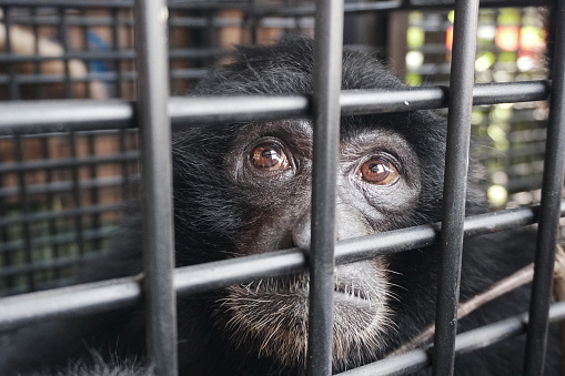 Siamang or black-furred gibbon sits in a cage after being rescued by the Natural Resources Conservation Agency (BKSDA) from illegal keepers