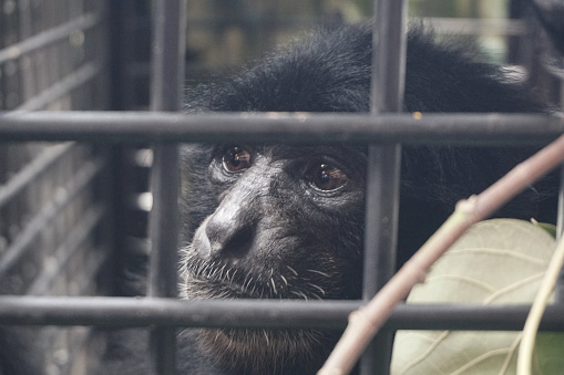 Siamang or black-furred gibbon sits in a cage after being rescued by the Natural Resources Conservation Agency (BKSDA) from illegal keepers