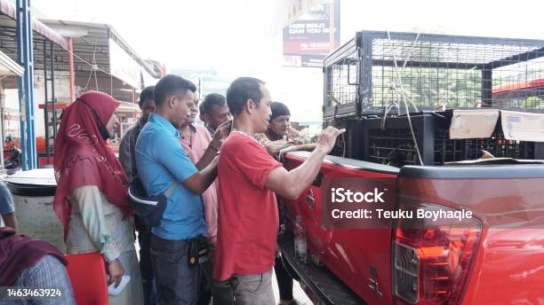 People Saw Lar Gibbon And Blackfurred Gibbon In A Cage Stok Fotoğraflar & Aceh‘nin Daha Fazla Resimleri