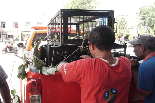 people saw lar gibbon and black-furred gibbon in a cage - enfeksiyon hastalıkları lar stok fotoğraflar ve resimler