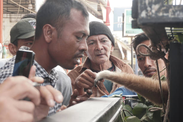 people holding lar gibbon's hand in a cage - enfeksiyon hastalıkları lar stok fotoğraflar ve resimler