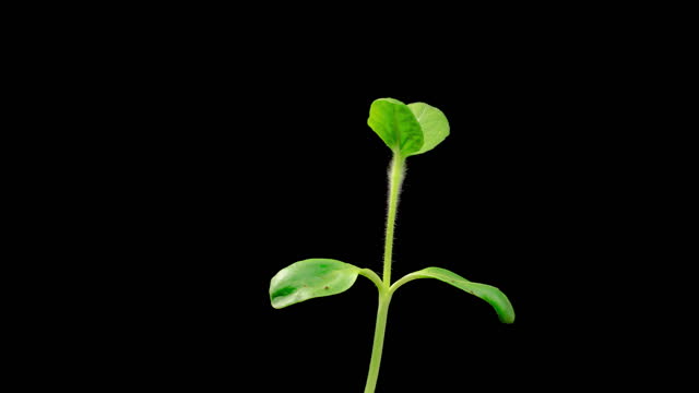 Time Lapse of Growth Sunflower Plant
