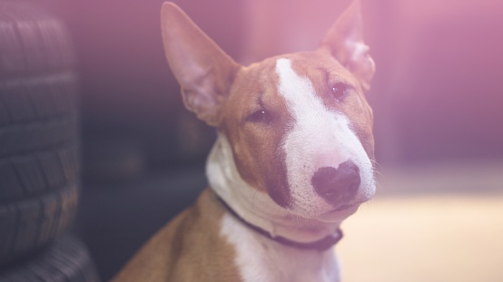 Portrait of an English bull terrier in close-up. An English bull terrier looks at the camera.