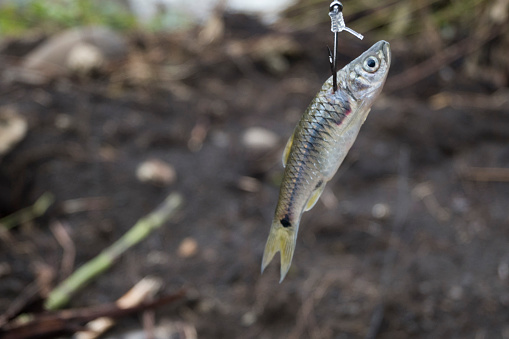 Fishing bait from fish for fishing in the river