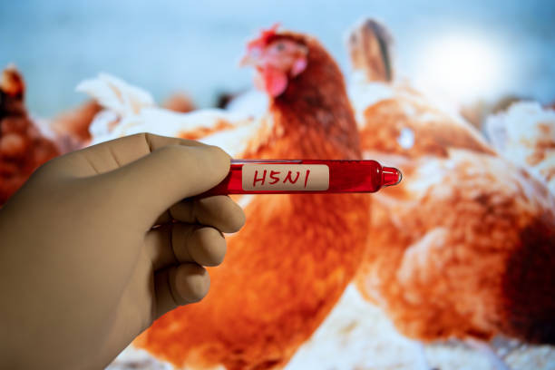 tubos de coleta de sangue h5n1 testar resultados positivos, conceito de saúde médica - pig swine flu flu virus cold and flu - fotografias e filmes do acervo