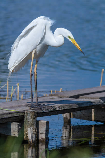 istock Great egret, Ardea alba. A bird stares into the water, waiting for a fish 1463467583