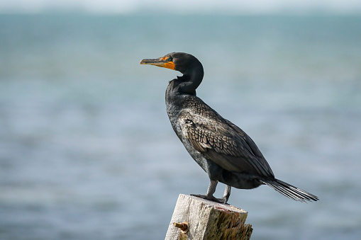 Double-crested Cormorant perched on piling in the Caribbean Sea off the coast of Belize
