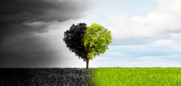 istock Heart-shaped tree as an example of climate change towards an intact environment 1463472250