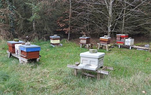 2nd February 2023, Drogheda, County Louth, Ireland.  Bee hives boxesin a Coillte forest in Termonfeckin, County Louth.