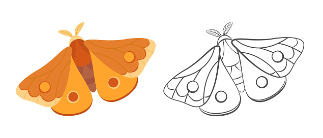 Moth color illustration and outline. Cartoon simple illustration of night butterfly. Vector flying insect flat icon. Logo concept.