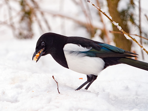Greedy magpie with lots of peanuts in its beak.