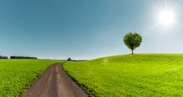 istock Green tree in the shape of a heart on a green meadow with pathway 1463472741