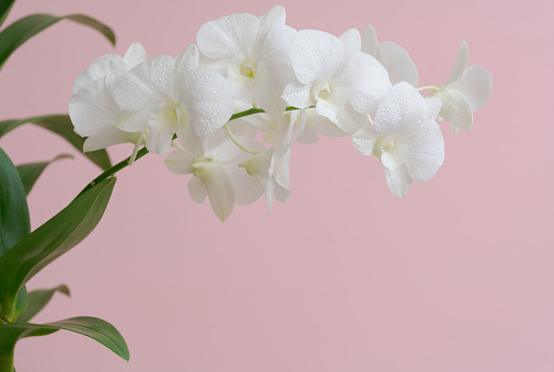 Close-up macro soft focus water drop on petal white orchid flower tropical forest plant blossom pink pastel background.nature spring flora desktop wallpaper,spa banner poster,website cover design.