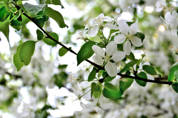 istock blooming apple tree covered with white flowers isolated on apple tree, macro 1463472989