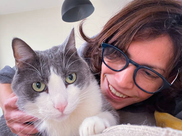 istock Gizmo cute moody gray cat relaxing with his owner 1463473947
