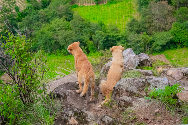 istock Dogs looking at looked valley 1463474034
