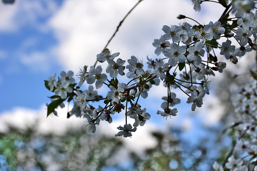 branch of blooming cherry tree covered with white flowers isolated with blue sky on background