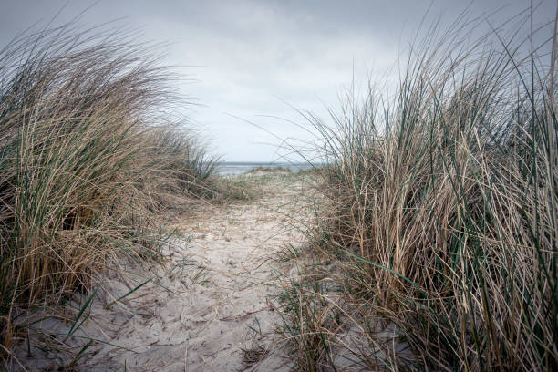 istock Footpath to the beach between sand dunes 1463475073