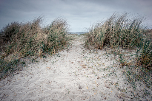 Footpath to the beach between sand dunes with marram grass. Wangerland, Friesland, Lower Saxony, Germany
