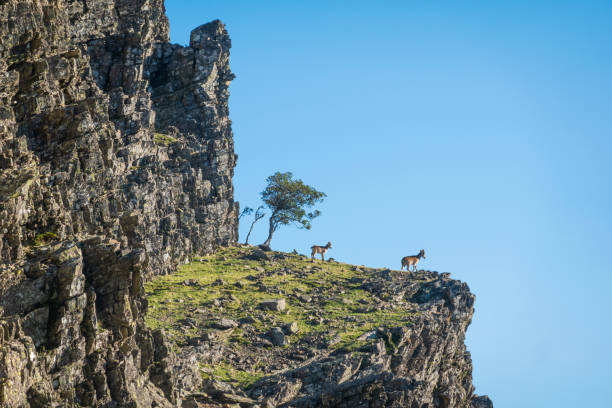 istock Two wild goats in the mountains 1463475276