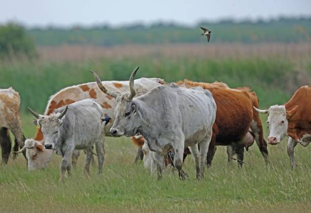 istock Hungarian Grey Cattle and Barn Swallow (Hirundo rusticaq) 1463475297