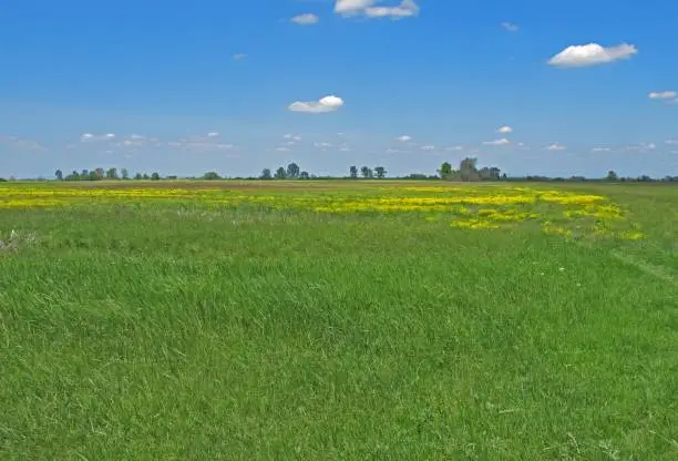 flower rich meadow on the puszta

Hortobagy, Hungary          May