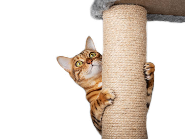 istock A domestic cat climbs a cat pole. Isolated on white background. 1463476760