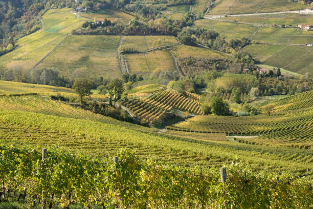 istock Autumn, view of the Italian Langhe. 1463477125