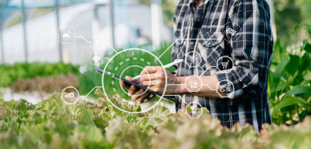 istock Asian farmer using digital tablet inspecting fresh vegetable in organic farm. Agriculture technology and smart farming concept. 1463477138