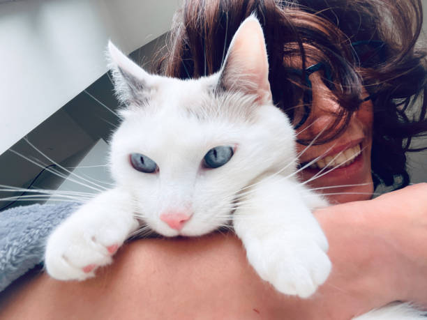 istock Mr Spock cute playful white cat relaxing with his owner 1463477253