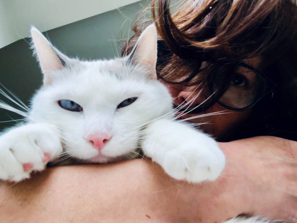 Cat appreciated the attention from his owner