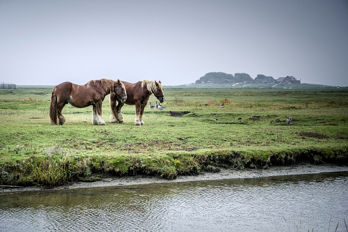 Two horses on a meadow at a ditch. Taken on a rainy and overcast day, in autumn on the Hallig Hooge, Schleswig-Holstein, Germany