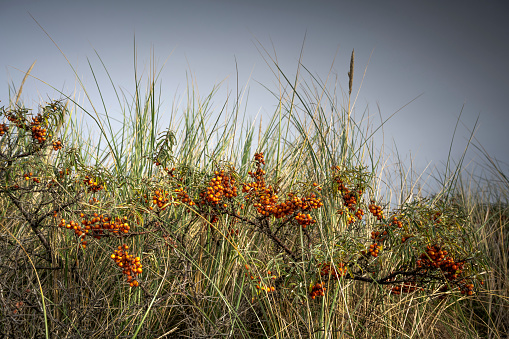 Sea buckthorn and marram grass against blue sky with clouds. Juist, East Frisian Islands, Lower Saxony, Germany