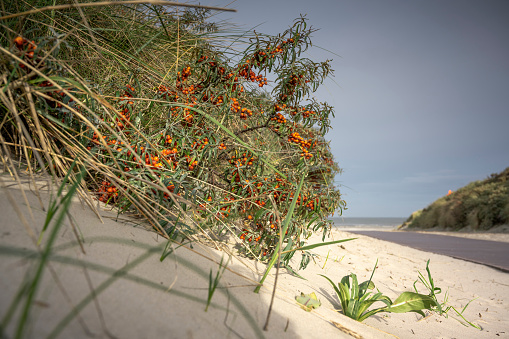 Sea buckthorn and marram grass at a footpath to the beach between sand dunes. Juist, East Frisian Islands, Lower Saxony, Germany